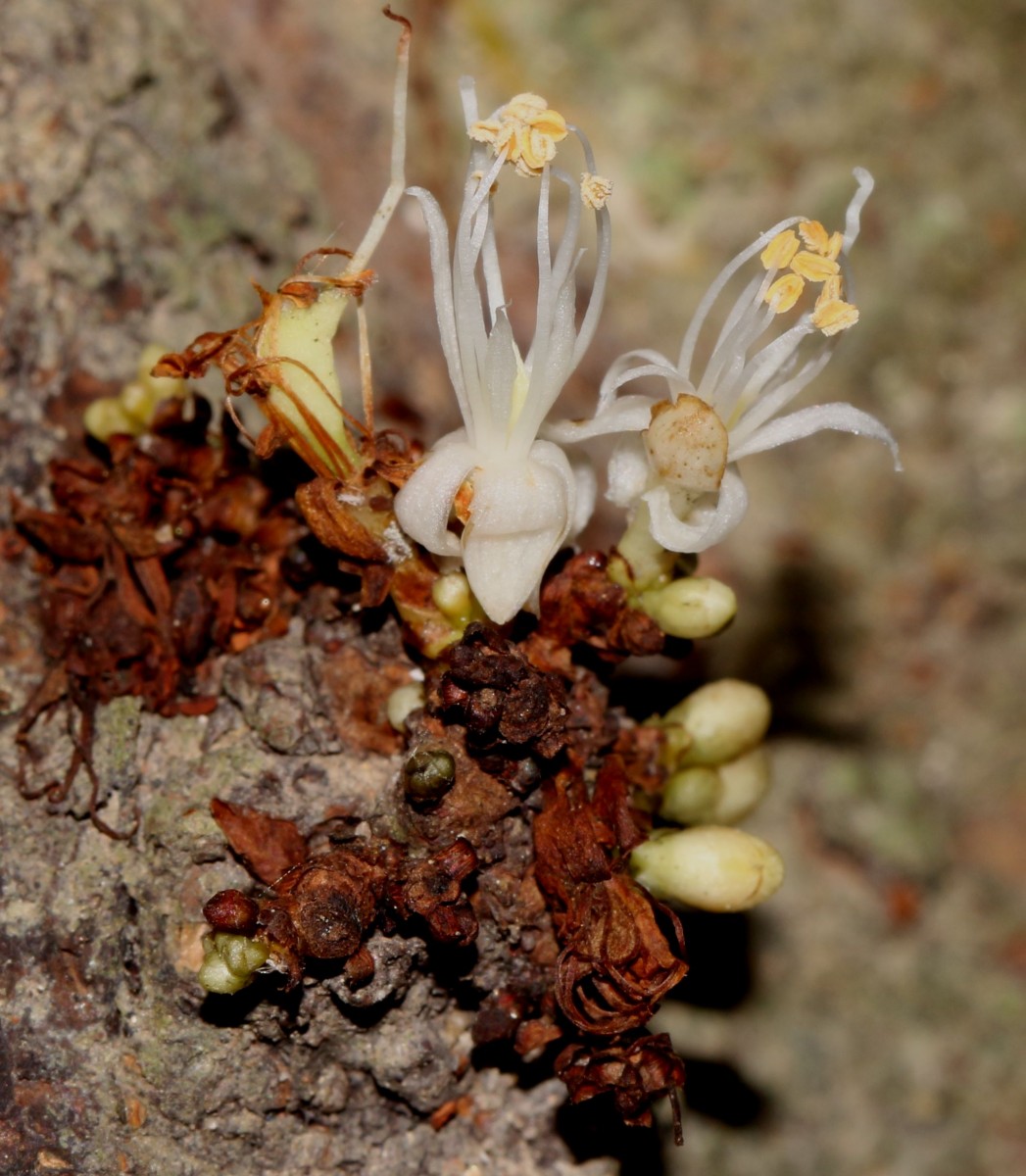 Cynometra cauliflora L.